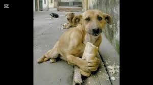 HAVLAMAYAN KÖPEK